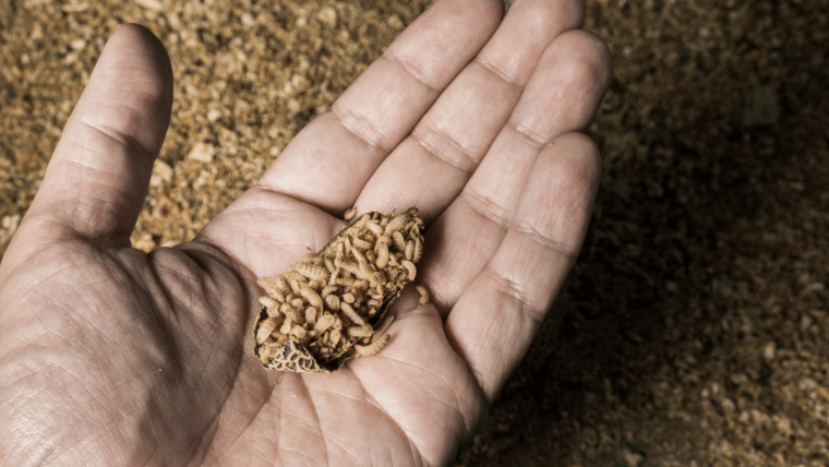 holding insect protein in hand