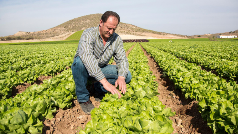 man in crop field