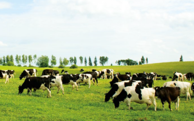 Maximizing accuracy in animal health monitoring with sensors