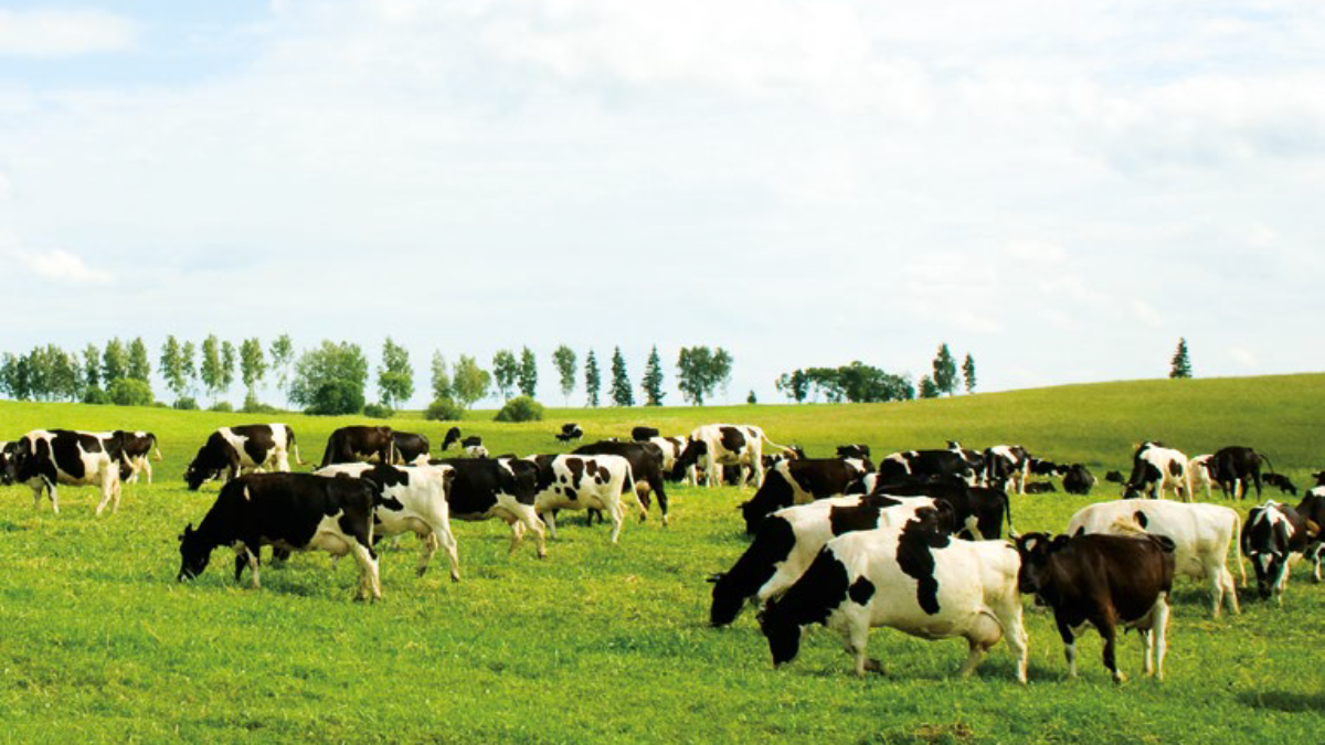 What if a farmer could monitor animal health up to eight times a day using sensors, instead of calling out a vet to take blood tests on their farm every two weeks to get a similar set of data?